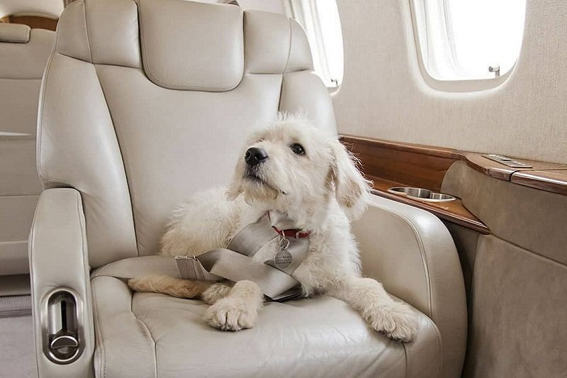 A beautiful dog in the private jet for pets.