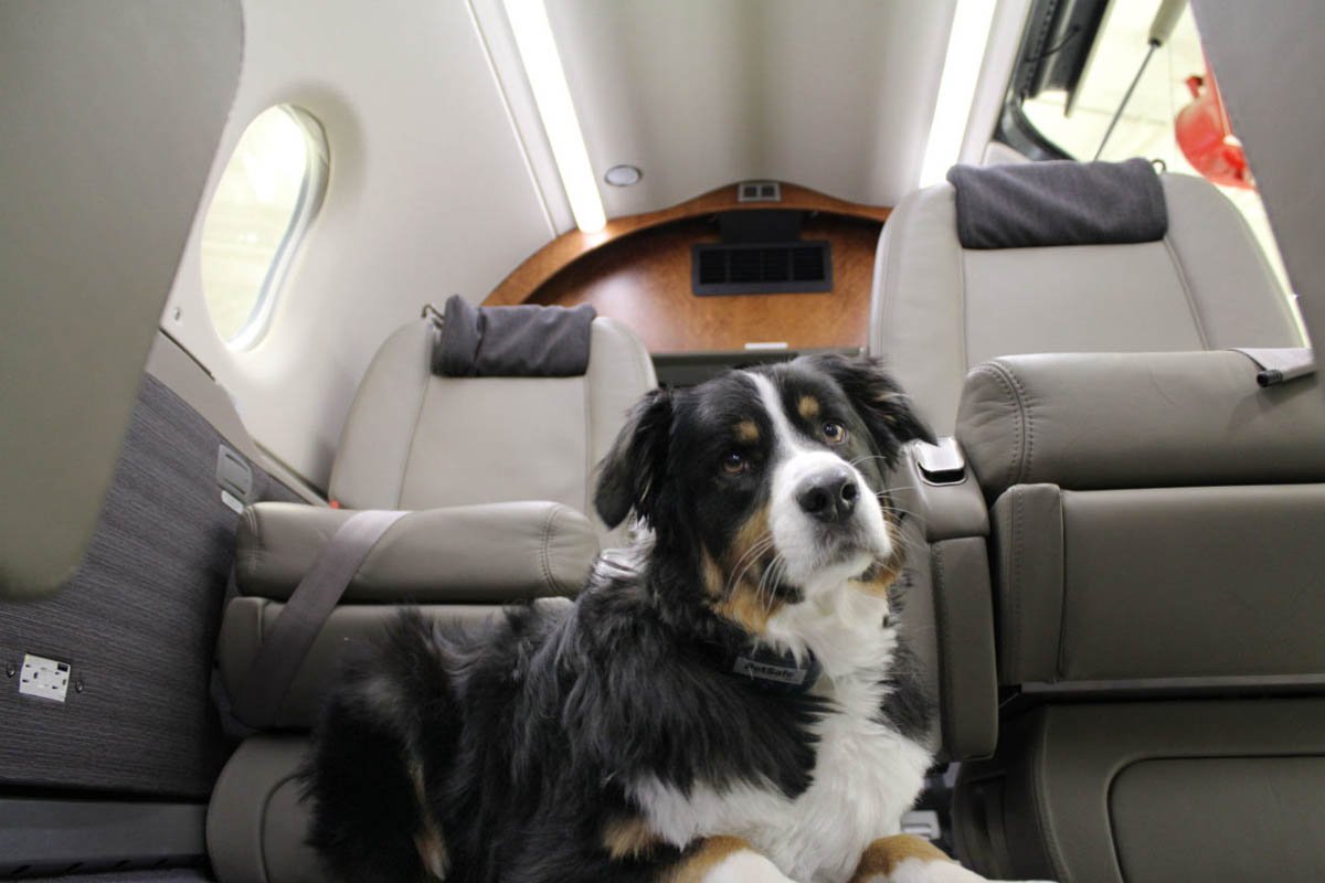 A black and white dog in a charter plane.
