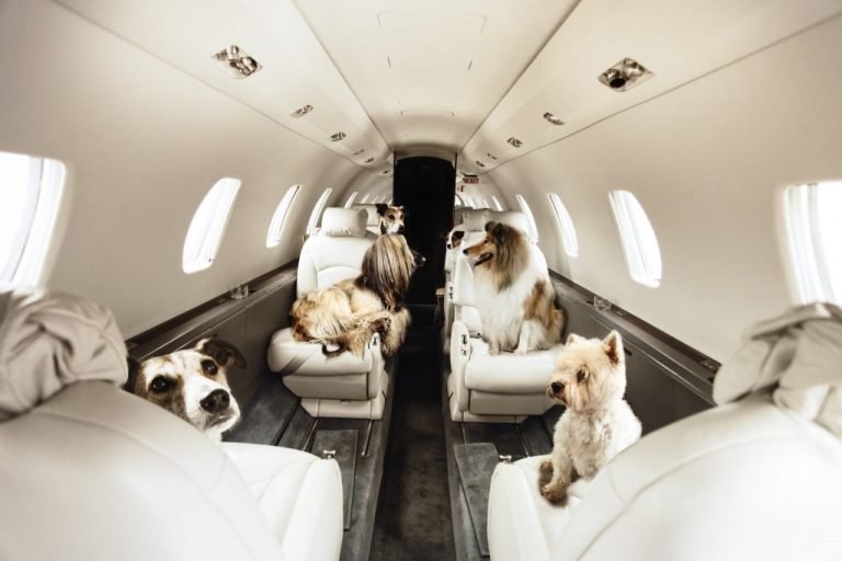 Pets are inside the charter plane.