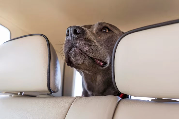 Book a Private Jet for Pet Relocation Worldwid