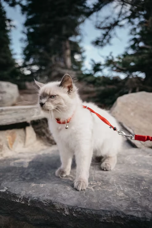 Dedicated Private Jet Cat Charter