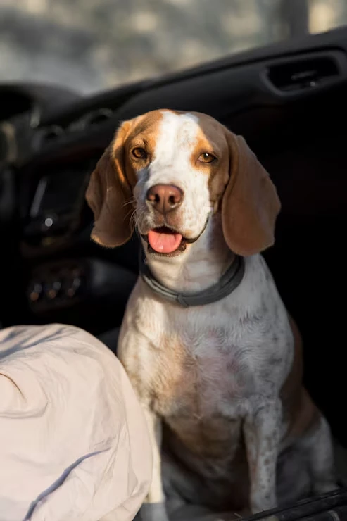 Dedicated Private Jet Dog Transport Planning