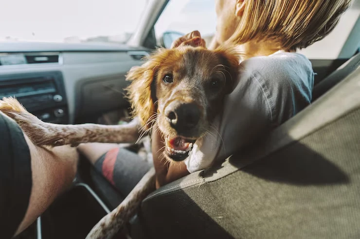 Door-to-Jet Pet Concierge Logistics