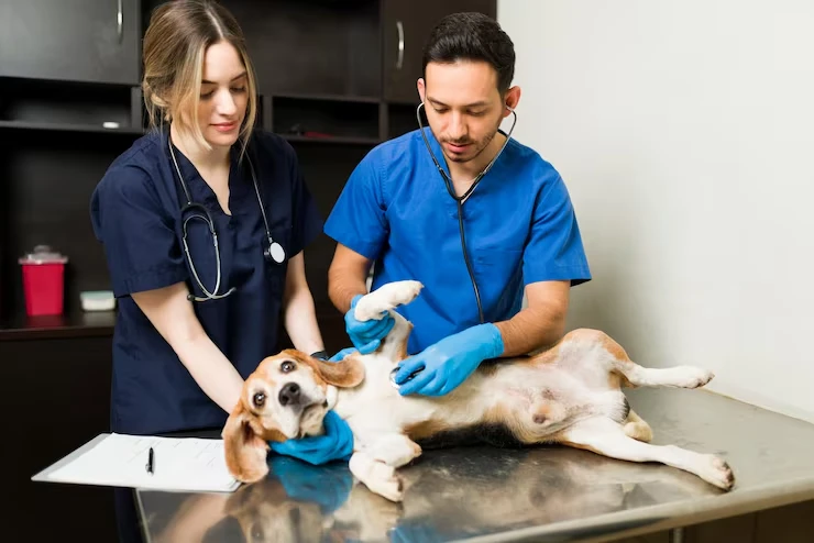 Emergency Veterinary and In-Flight Care Planning