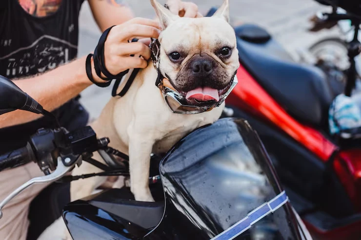 Emergency and Time-Critical Pet Transport