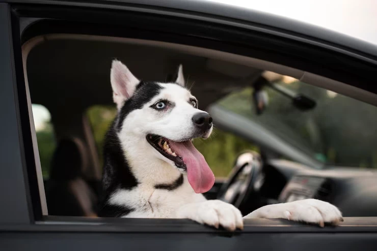 End-to-End Pet Relocation Coordination