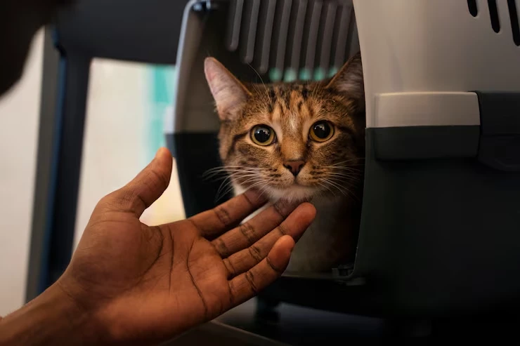 In-Cabin Cat Comfort Configuration