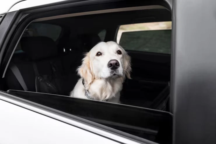 In-Cabin Pet Travel Configuration