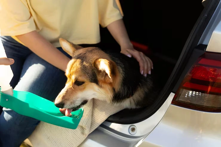 In-Cabin Pet Taravel Planning
