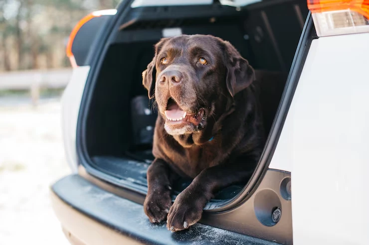 International Pet Compliance Management