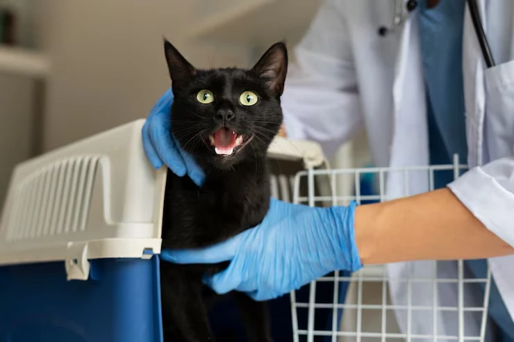 Onboard Cat Care Protocols
