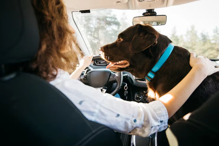 Private Jet Pet Transport Urgent Relocation Solution