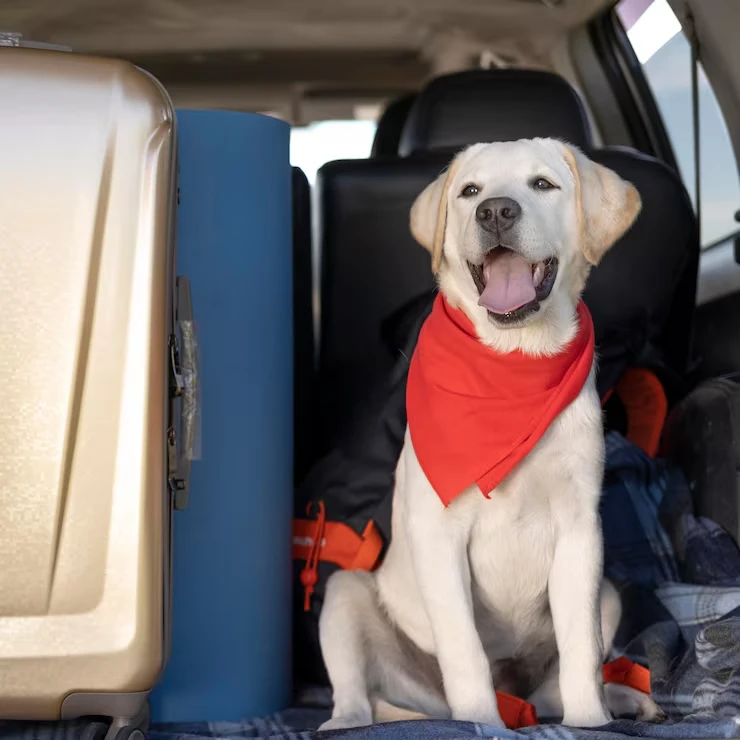 Urgent International Pet Relocation via Private Jet