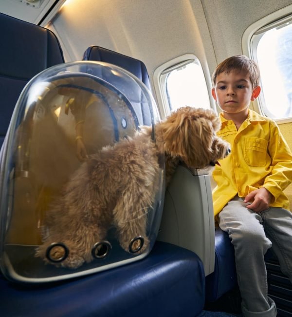 Calm child and his poodle aboard the aircraft